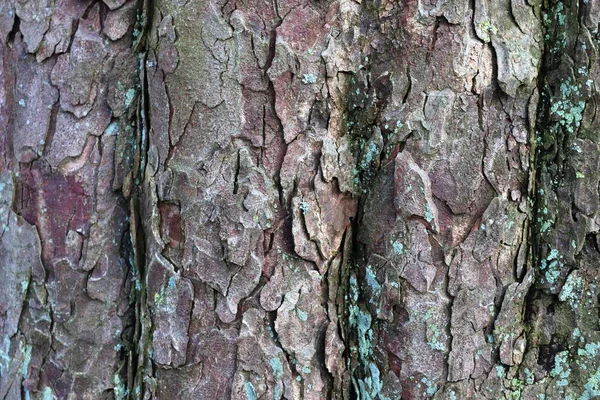 Κλείστε Την Επιφάνεια Του Φλοιού Δέντρων Ένα Δάσος Υψηλή Ανάλυση — Φωτογραφία Αρχείου