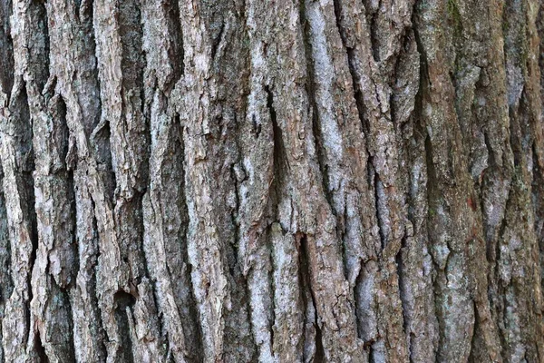 Chiuda Superficie Corteccia Albero Una Foresta Alta Risoluzione — Foto Stock