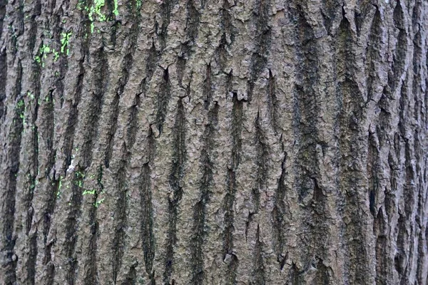 Chiuda Superficie Corteccia Albero Una Foresta Alta Risoluzione — Foto Stock