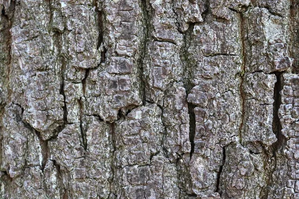 Feche Superfície Casca Árvore Uma Floresta Alta Resolução — Fotografia de Stock