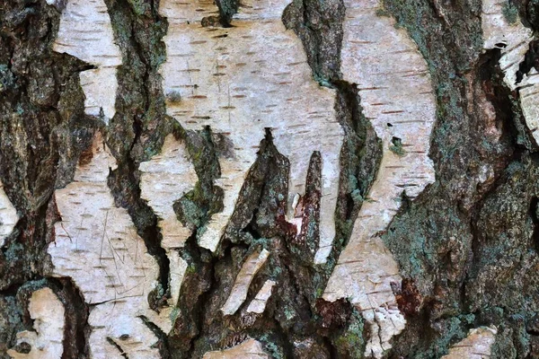 고해상도숲에서 껍질의 표면을 닫습니다 — 스톡 사진