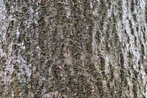 Nahaufnahme Der Baumrinde Wald Hoher Auflösung — Stockfoto