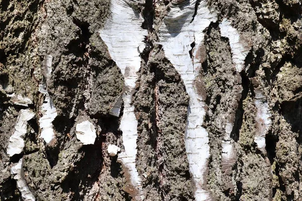 高分辨率的森林中树皮的特写表面 — 图库照片