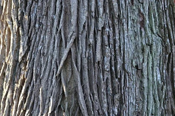 Yüksek Çözünürlükte Bir Ormanda Ağaç Kabuğu Yüzeyini Kapatın — Stok fotoğraf
