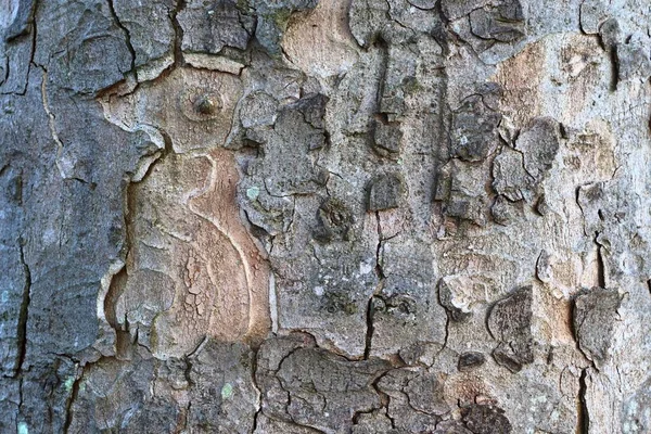 Fermez Surface Écorce Arbre Dans Une Forêt Haute Résolution — Photo