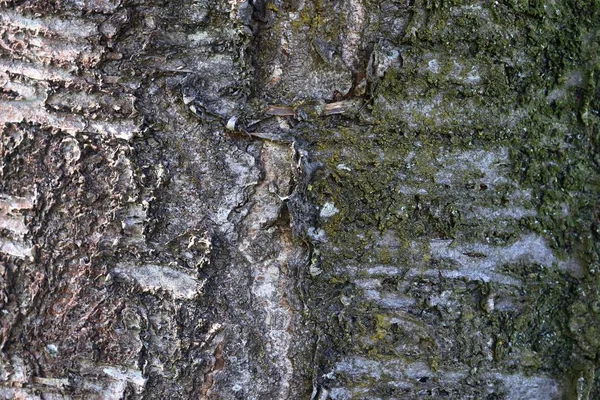Uzavření Povrchu Kůry Stromů Lese Vysokém Rozlišení — Stock fotografie