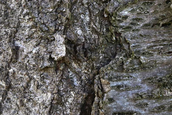 Fermez Surface Écorce Arbre Dans Une Forêt Haute Résolution — Photo