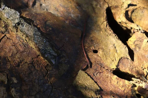 Feche Superfície Casca Árvore Uma Floresta Alta Resolução — Fotografia de Stock