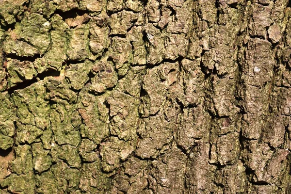 Chiuda Superficie Corteccia Albero Una Foresta Alta Risoluzione — Foto Stock