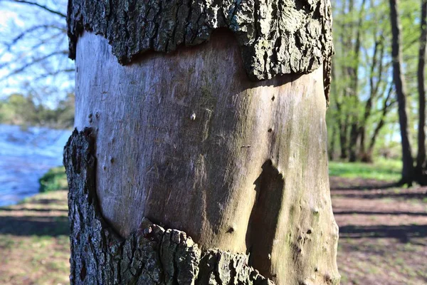 Zbliżenie Powierzchni Kory Drzewa Lesie Wysokiej Rozdzielczości — Zdjęcie stockowe