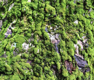 İlkbaharda bir orman sahasında yeşil yosun görünümü yakından