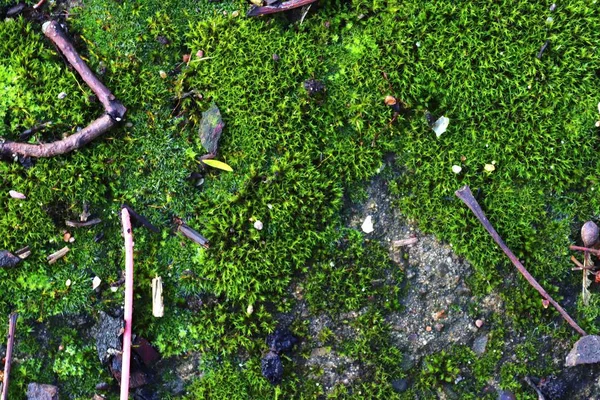 Vista Vicino Sul Muschio Verde Terreno Forestale Primavera — Foto Stock