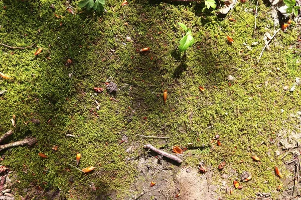 Vue Rapprochée Sur Mousse Verte Sur Terrain Forestier Printemps — Photo