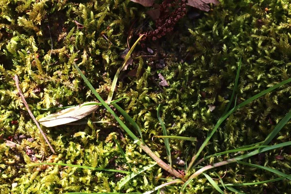 春の森林地帯の緑苔のクローズアップビュー — ストック写真