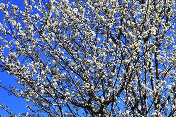 Beautifu Kırmızı Sarı Beyaz Çiçek Açan Ağaçlar Mavi Bir Gökyüzü — Stok fotoğraf