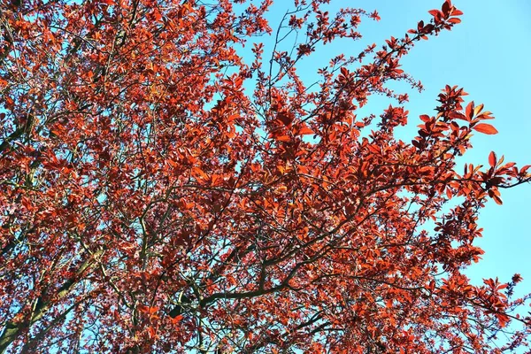 Beautifu Czerwone Żółte Białe Kwitnące Drzewa Przed Błękitne Niebo Postrzegane — Zdjęcie stockowe