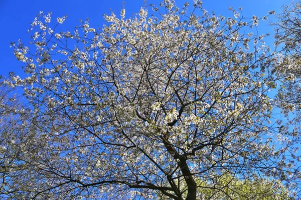 Beautifu Kırmızı Sarı Beyaz Çiçek Açan Ağaçlar Mavi Bir Gökyüzü — Stok fotoğraf