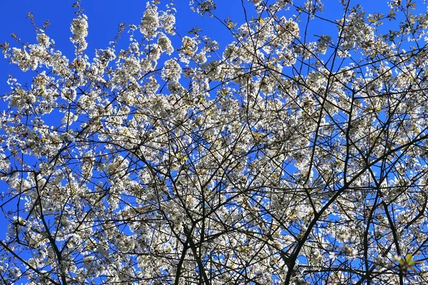 Beautifu Kırmızı Sarı Beyaz Çiçek Açan Ağaçlar Mavi Bir Gökyüzü — Stok fotoğraf