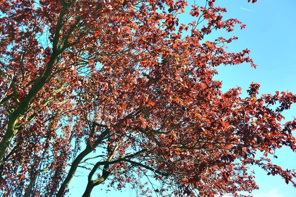 Beautifu Vermelho Amarelo Branco Árvores Florescendo Frente Céu Azul Visto — Fotografia de Stock