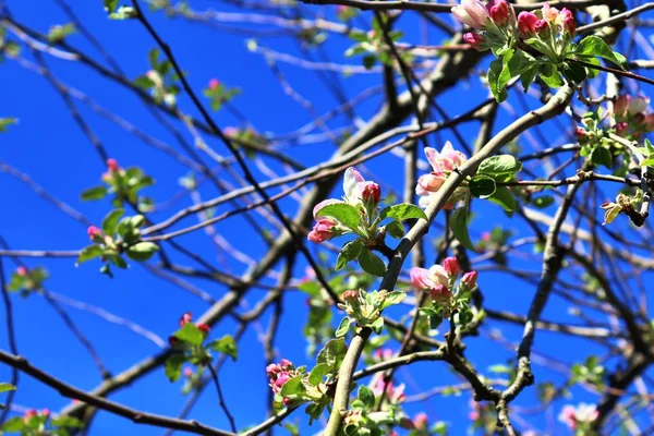 Beautifu Rosso Giallo Bianco Alberi Fiore Fronte Cielo Blu Visto — Foto Stock