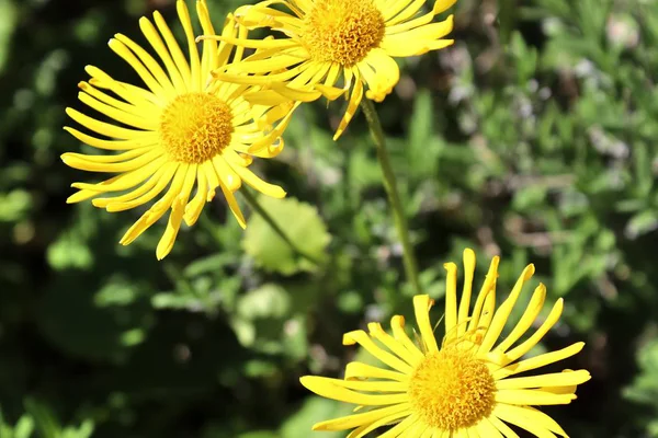 Lindas Coloridas Flores Amarelas Brancas Roxas Primavera Luz Sol — Fotografia de Stock