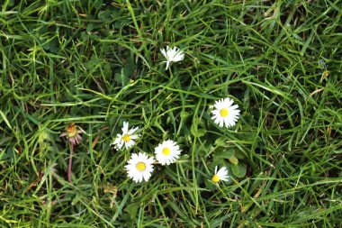 Güneş ışığında güzel ve renkli sarı beyaz ve mor bahar çiçekleri