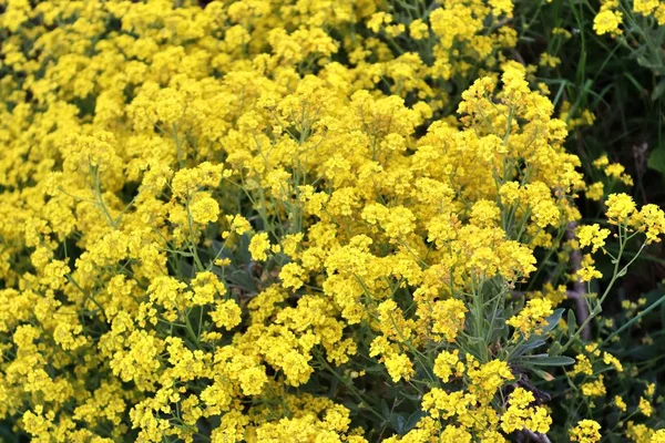 Nádherné Barevné Žluté Bílé Purpurové Jarní Květy Slunci — Stock fotografie