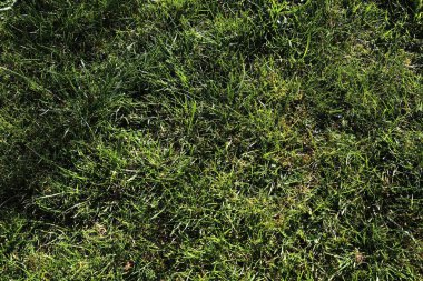 Kuzey Almanya'da bulunan güneşli bir yaz gününde bir çayır üzerinde yeşil çim yüzeyi yakın