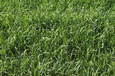 Kuzey Almanya'da bulunan güneşli bir yaz gününde bir çayır üzerinde yeşil çim yüzeyi yakın