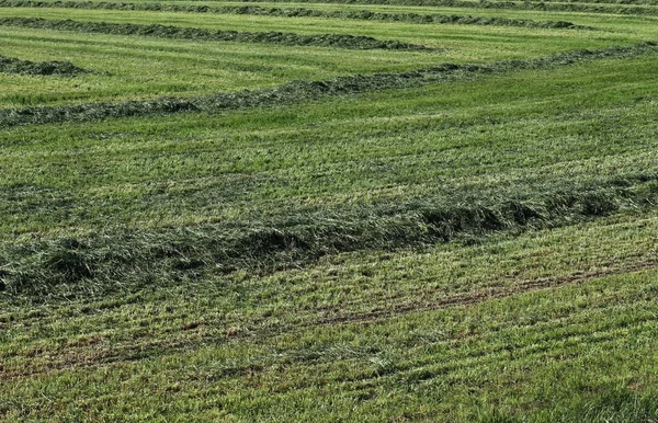 北ドイツで見つかった晴れた夏の日に草原の緑の草の表面をクローズアップ — ストック写真