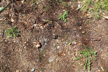 Çok sayıda yaprak ve dal ile ayrıntılı orman alanının yüzeyini kapatın