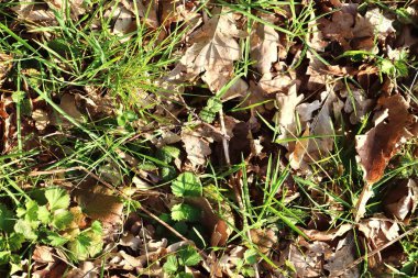 Çok sayıda yaprak ve dal ile ayrıntılı orman alanının yüzeyini kapatın