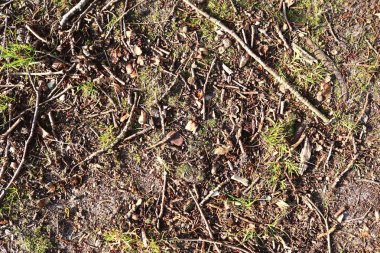 Çok sayıda yaprak ve dal ile ayrıntılı orman alanının yüzeyini kapatın