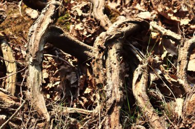 Çok sayıda yaprak ve dal ile ayrıntılı orman alanının yüzeyini kapatın