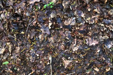 Çok sayıda yaprak ve dal ile ayrıntılı orman alanının yüzeyini kapatın