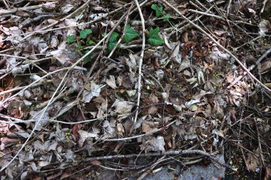 Çok sayıda yaprak ve dal ile ayrıntılı orman alanının yüzeyini kapatın