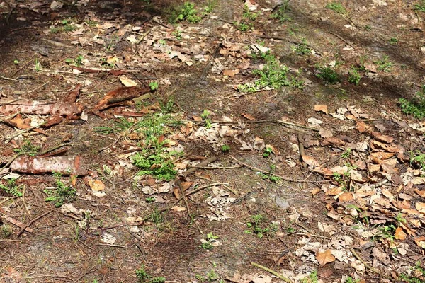 Cerca Superficie Del Suelo Forestal Detallado Con Montón Hojas Ramas —  Fotos de Stock