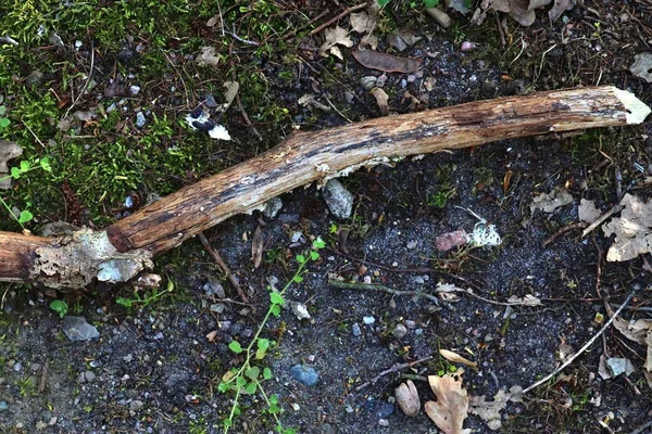 Cerca Superficie Del Suelo Forestal Detallado Con Montón Hojas Ramas —  Fotos de Stock