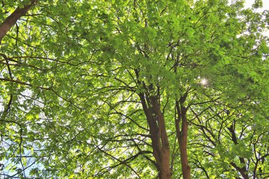Mavi bir gökyüzünün önünde yaprakları ve ince dalları ile güzel ağaç taçlar