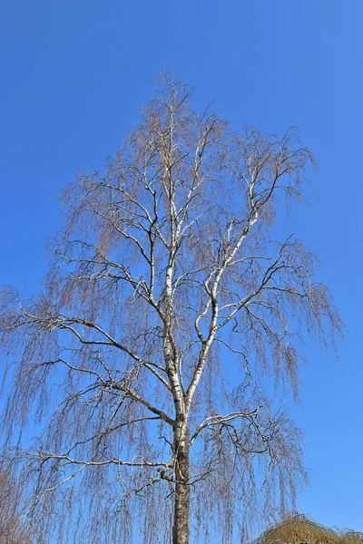 Красивое Дерево Венчает Листья Тонкие Ветви Перед Голубым Небом — стоковое фото