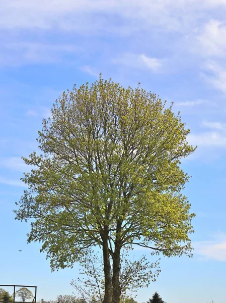 Belas Coroas Árvores Com Folhas Ramos Finos Frente Céu Azul — Fotografia de Stock