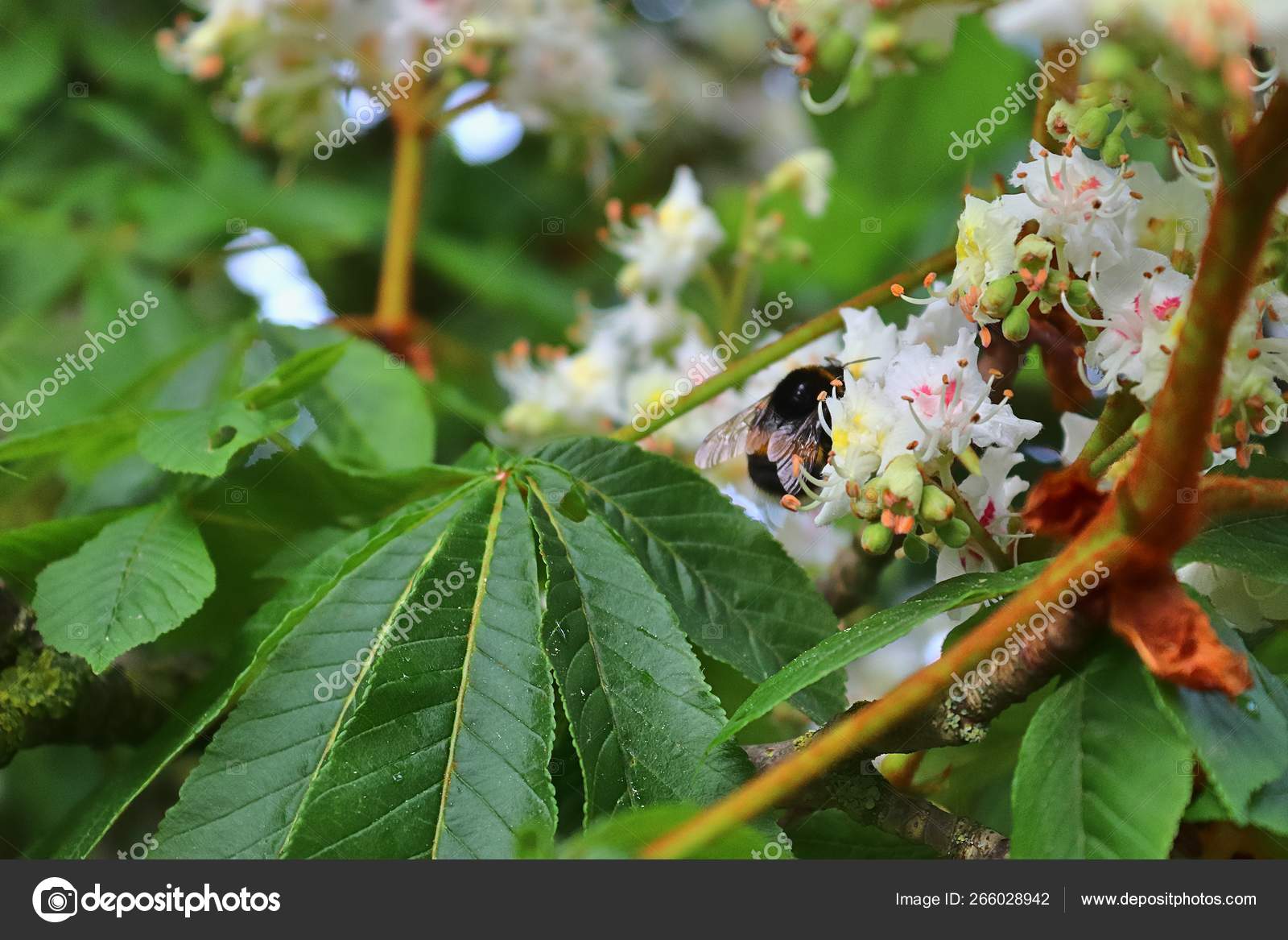 Gros Plan Bourdon Fleur Chataignier Image Libre De Droit Par Mp Foto71 C Gros Plan Bourdon Fleur Chataignier Image Libre De Droit Par Mp Foto71 C