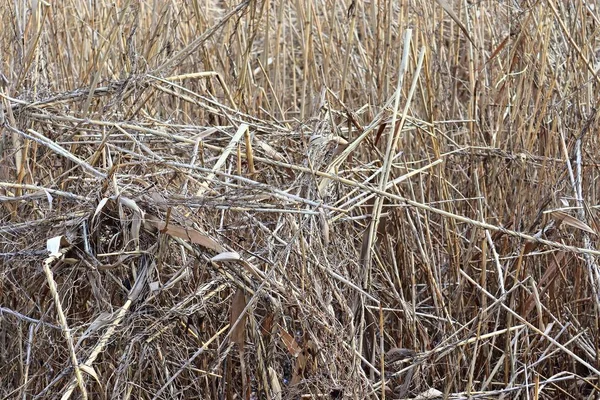 ドイツの湖で見つかった高解像度のリードと干し草の表面のクローズアップ — ストック写真