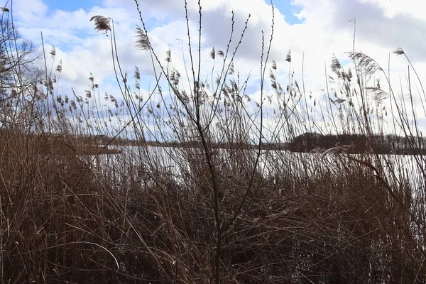 Primer Plano Superficie Caña Heno Alta Resolución Encontrado Lago Alemania — Foto de Stock