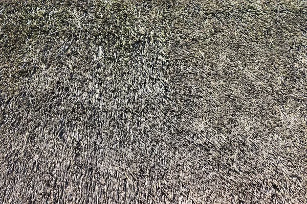 Gros Plan Surface Roseau Foin Haute Résolution Dans Lac Allemagne — Photo