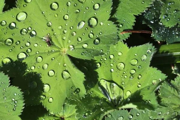 Fresh Rain Drops Close View Green Plants Grass — Stock Photo, Image