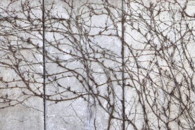 Yüksek çözünürlükte bazı renk ile beton ve çimento duvar dokusu yüzeyi yakın