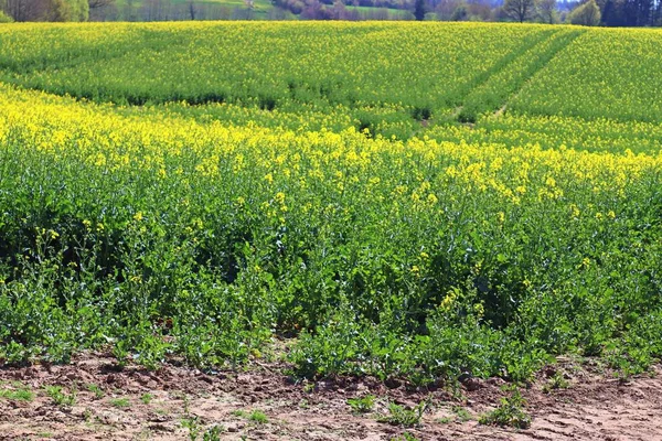 Красиве Жовте Поле Ріпаку Насіння Сонячним Синім Небом Влітку Зустрічається — стокове фото