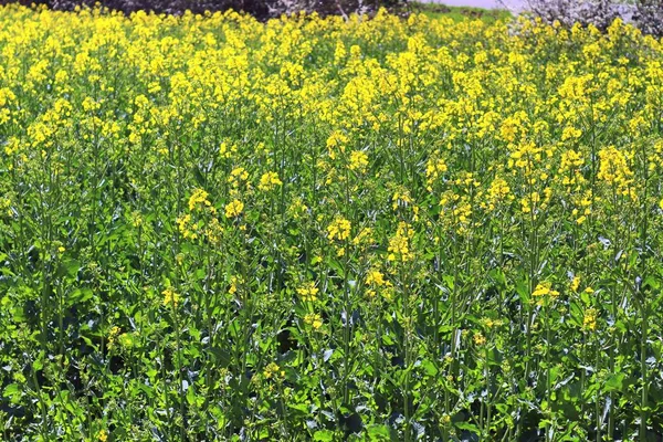 Beau Champ Colza Jaune Avec Ciel Bleu Ensoleillé Été Trouvé — Photo