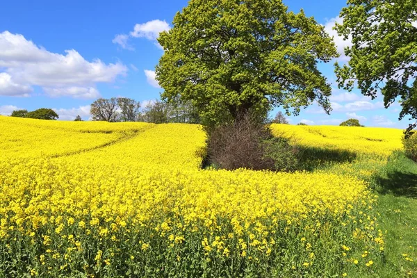 Belo Campo Colza Amarelo Oleaginoso Com Céu Azul Ensolarado Verão — Fotografia de Stock